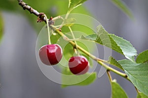 .red cherries on a branch