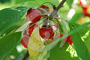 Red cherries on a branch
