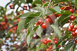 Red Cherries on Cherry Tree