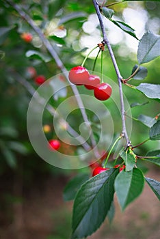 Red cherries with an intense color