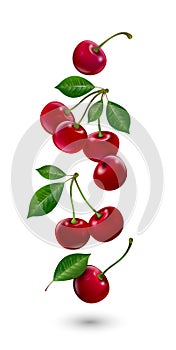 Red cherries with leaves. Ripe sour cherries. Vector illustration.