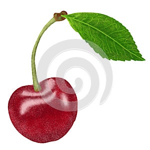 Red Cherries painting stye Illustration. cherry isolated on white background.