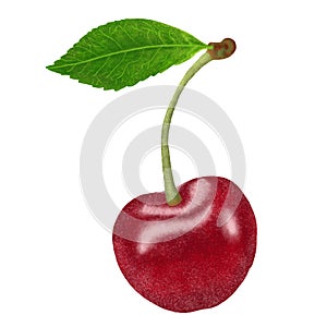 Red Cherries painting stye Illustration. cherry isolated on white background.