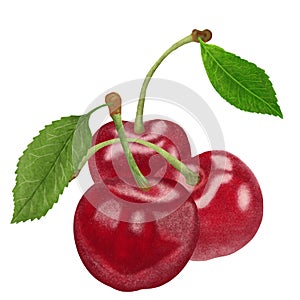 Red Cherries painting stye Illustration. cherry isolated on white background.