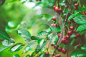 Ripe red cherries on cherry tree branches after the rain