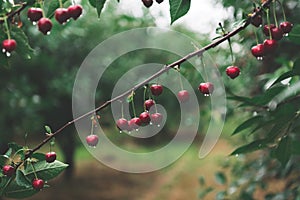 Ripe red cherries on cherry tree branches after the rain