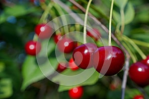 Red cherries ripen on the branch