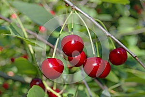 Red cherries ripen on the branch. Selective focus