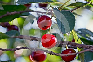 Red cherries on a thin branch in green leaves