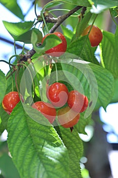 Red cherries on tree