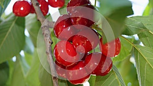 Red cherries on tree branch