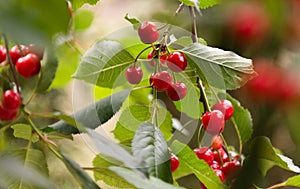 Red cherries on tree in cherry orchard photo
