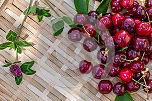 Red cherries on a wooden surface. Juicy cherries and a clover in the orchard in a summer sunny day. Sweet fruits. Top view
