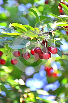 Red cherry