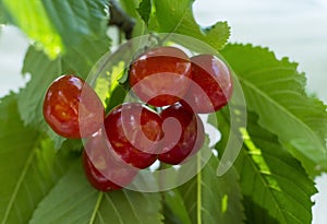 Red cherry berries on a branch with leaves