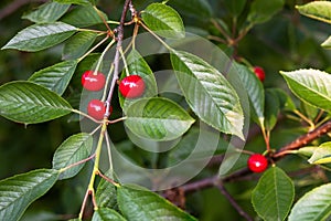 Red cherry berries photo