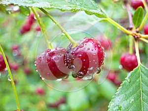 Red cherry berries on a tree branch with water drops.