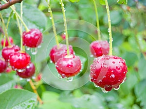 Red cherry berries on a tree branch with water drops.