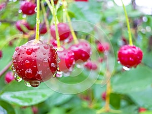 Red cherry berries on a tree branch with water drops.