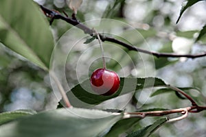 Red cherry berry on a tree branch, cloudy weather photo