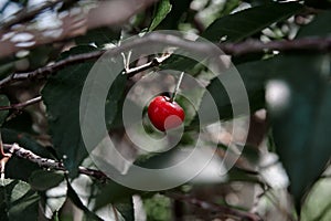 Red cherry berry on a tree branch, cloudy weather