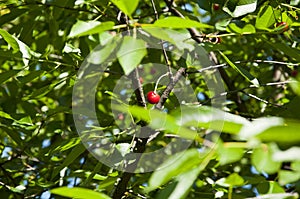 Red cherry berry on tree. sweet cherry fruit. Ripe fresh cherries. Ripe cherries hanging from a cherry tree branch. orchard or