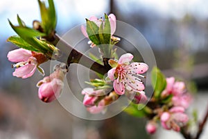 Red cherry blossom