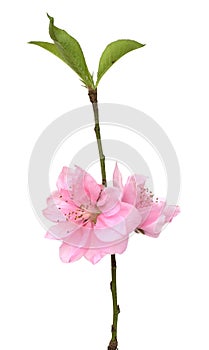 Red Cherry Blossom photo