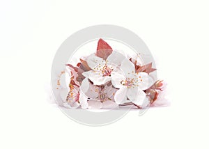 Red cherry blossom flower