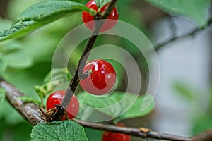 Red cherry on a thin branch with leaves