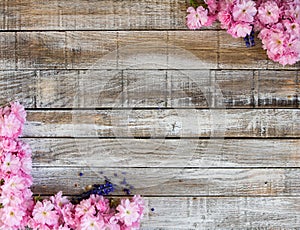 Red cherry blossom with two grape hyacinth on wood to frame