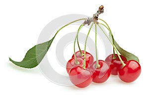 Red cherry branch