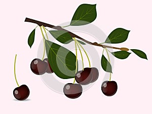 Red cherry branch