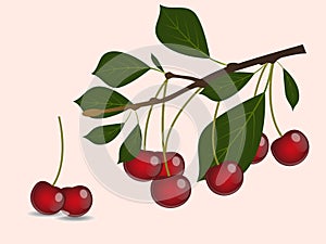 Red cherry branch