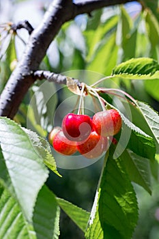 Red cherry branch