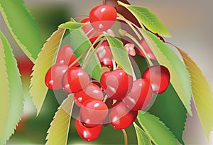 Red Cherry branch with leaves. Vector illustration