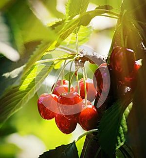 Red Cherry Branch