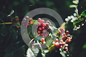 Red cherry coffee beans Arabica In nature