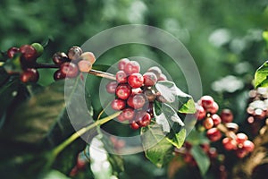 Red cherry coffee beans Arabica In nature