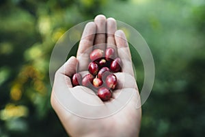 Red cherry coffee beans Arabica In nature