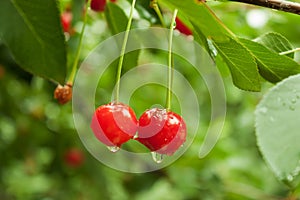 Red cherry with a drop on a branch after the rain