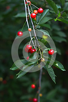 Red cherry fruit on the branch