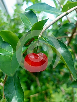 Red cherry fruit on the tree.