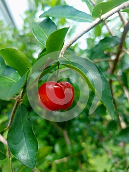 Red cherry fruit on the tree.