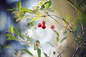 Red cherry fruits hang on a thin curved branch with green leaves