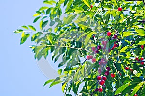 Red cherry on green tree. Blue sky