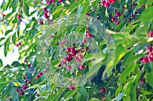 Red cherry on green tree. Blue sky