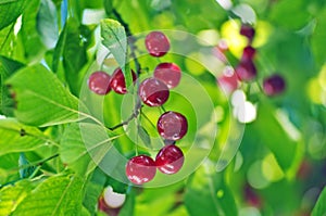 Red cherry on green tree. Blue sky