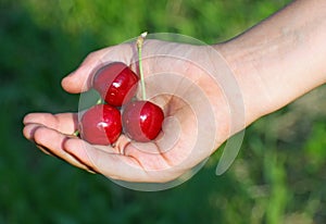 Red cherry in a hand of child hand in summer