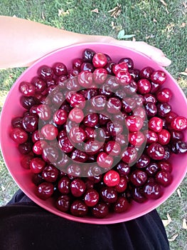 Red cherry harvest - a bowl full of fruit